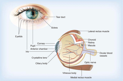 Lee más sobre el artículo Lentes de contacto para vehiculizar principios activos: una prometedora herramienta terapéutica